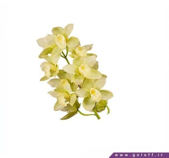 گل آنلاین - گل ارکیده سیمبیدیوم مینت آیس - Cymbidium Orchi | گل آف